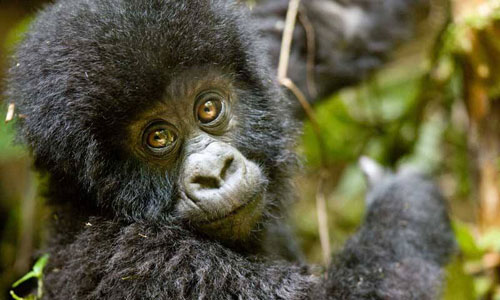 Rwanda