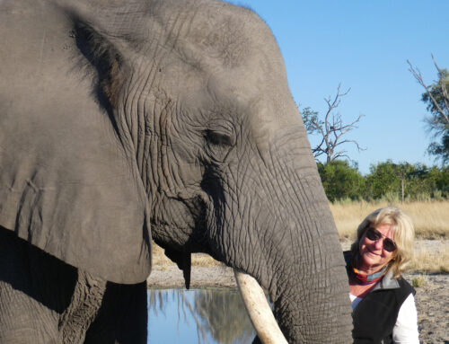 Elephant Love – Botswana, Africa